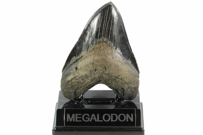 Serrated, Fossil Megalodon Tooth - Georgia #95493